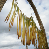 Lake Titicaca Uros Islands, Peru